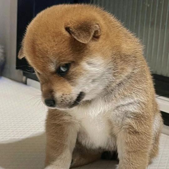 颠哥