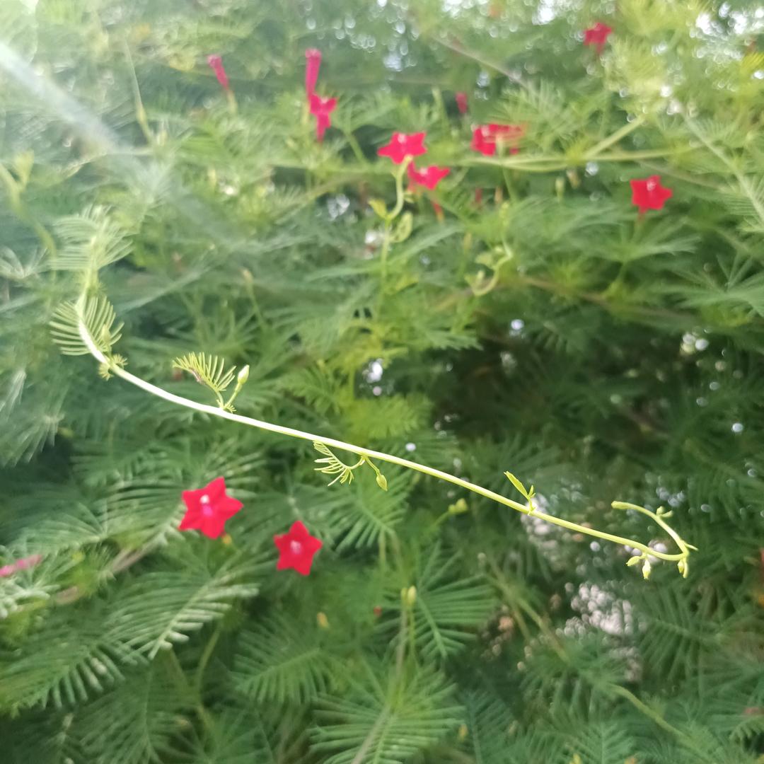 柿果无悔