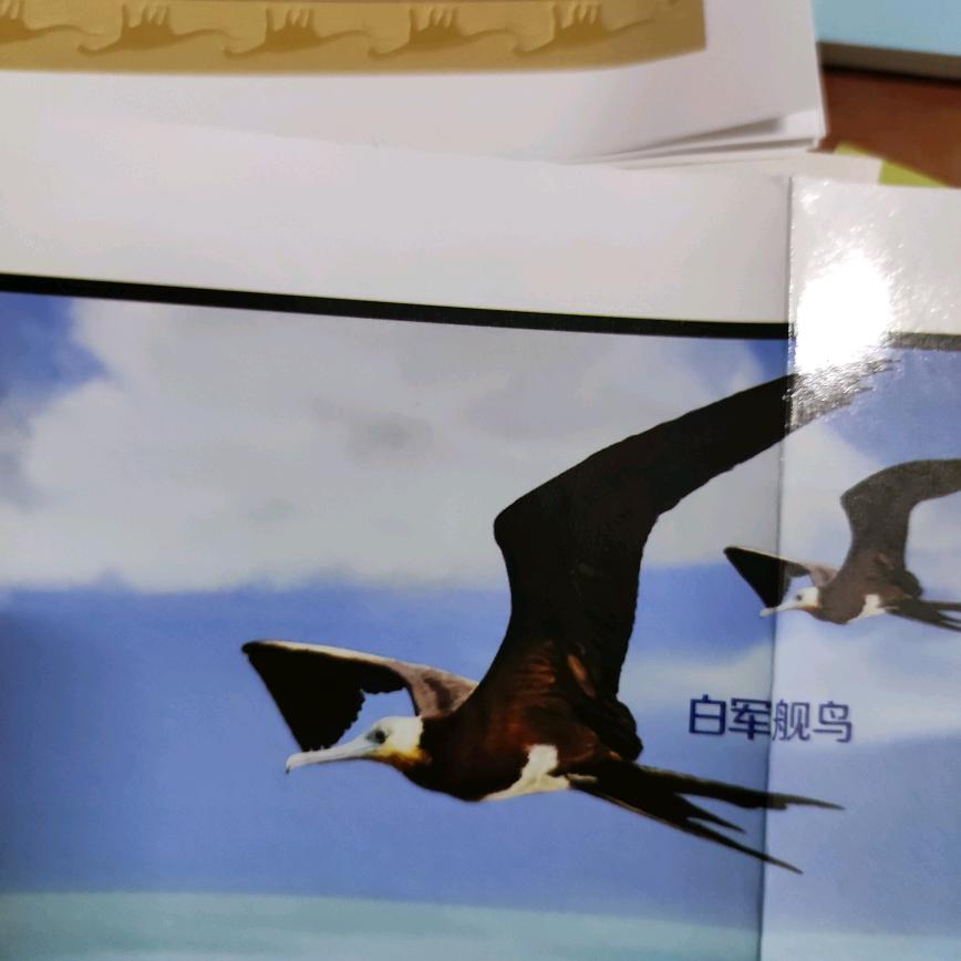 孤雁南飞