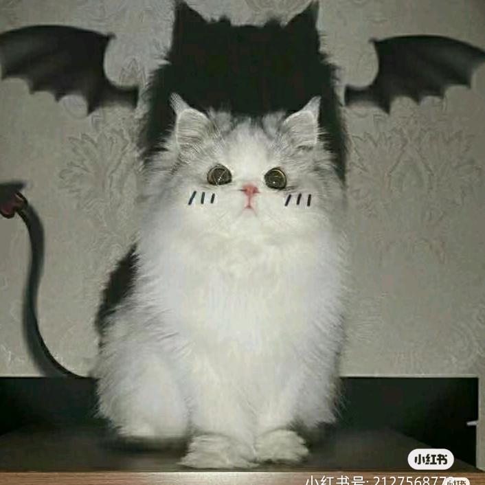 花花呦@POCHA BOOM