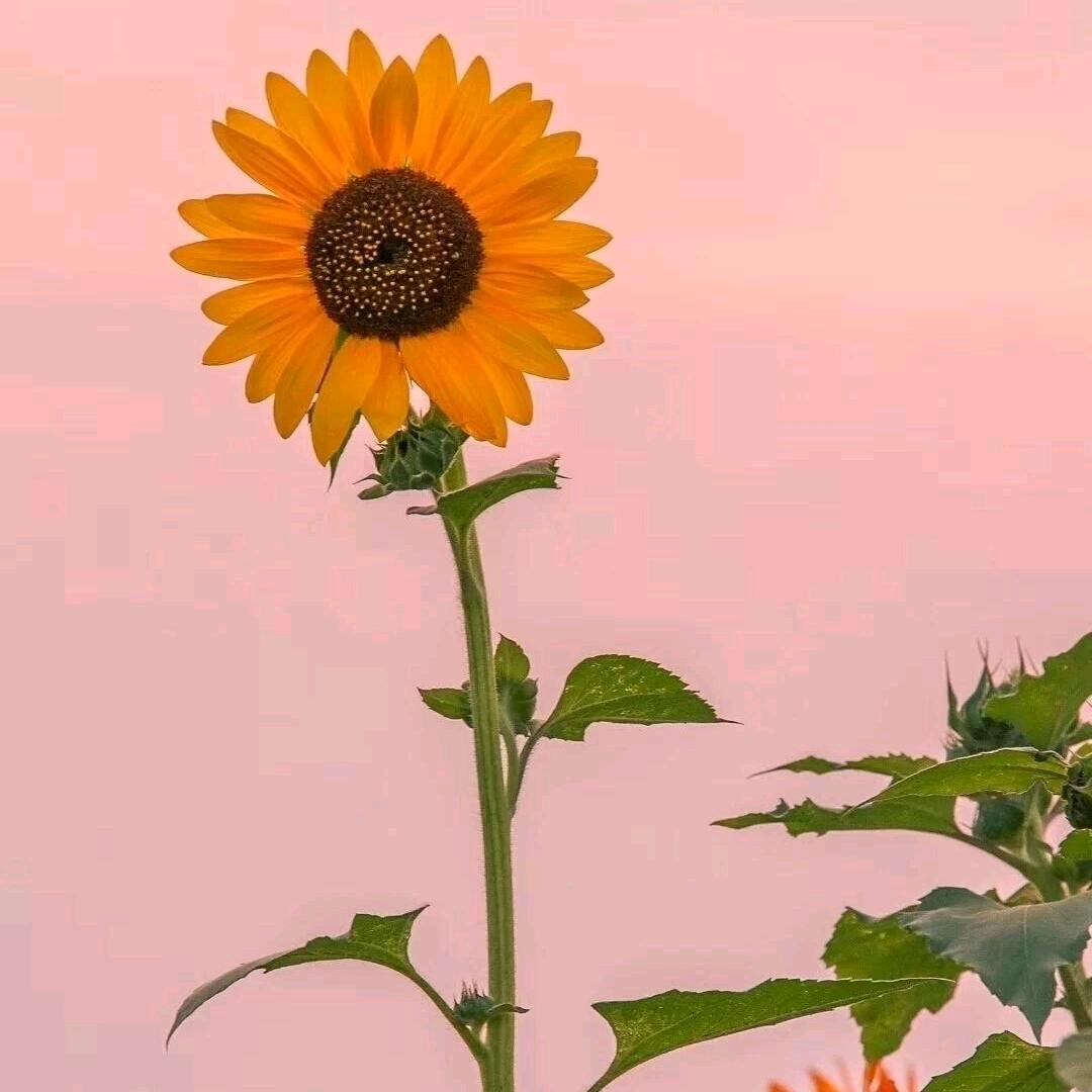 你的