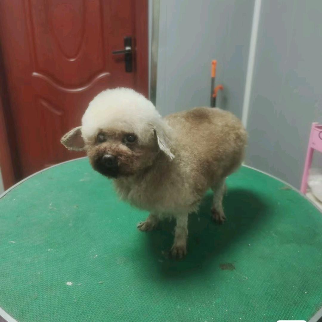阿克苏市善益动物救助站