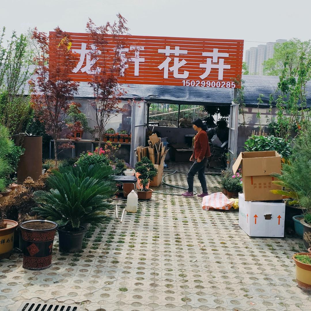 彬州卖花娃✔龙轩花卉