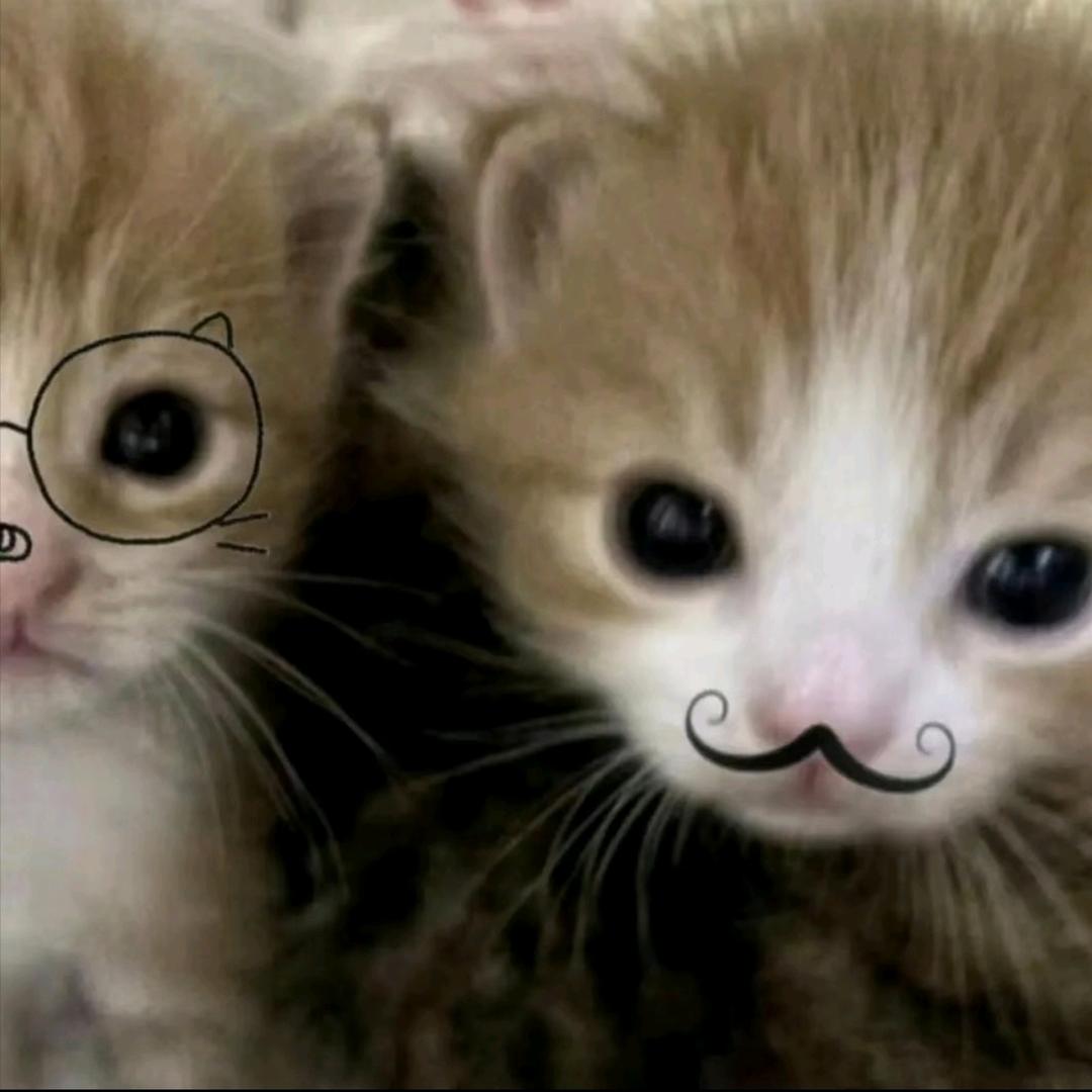(^･u･^)