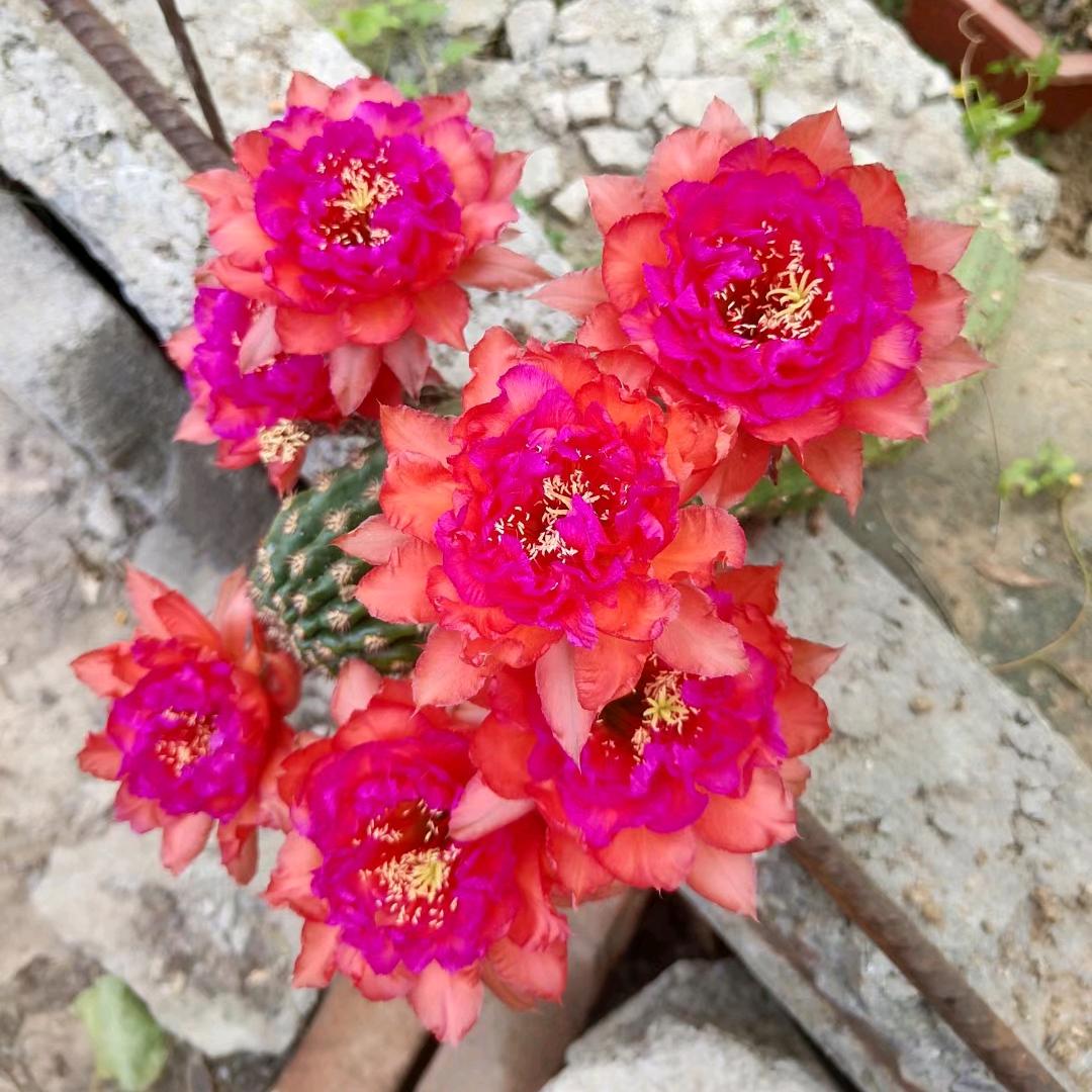 草蜢