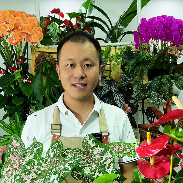 根先生花卉