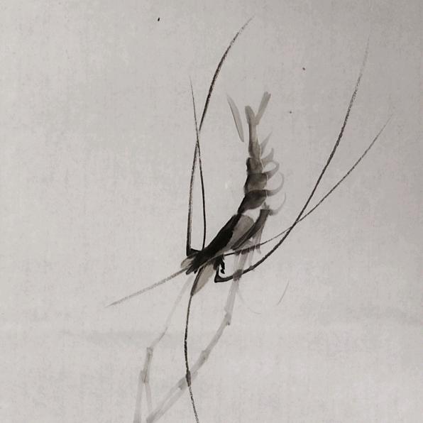 钱明画虾