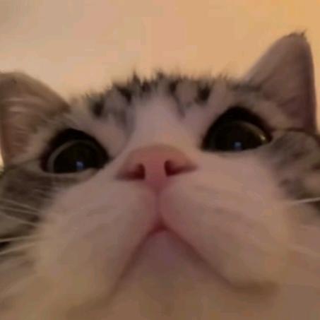 我是猫