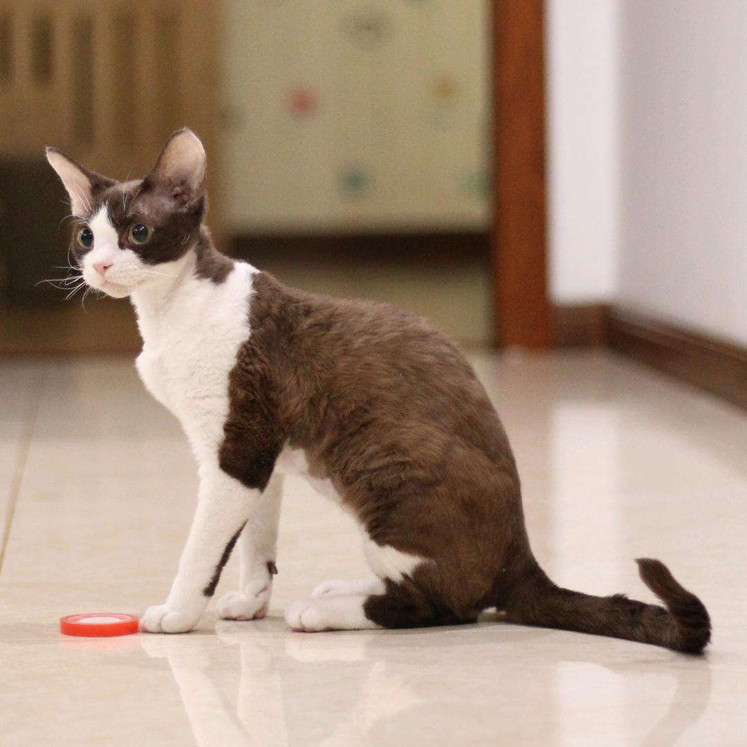 护妈小猫咖啡
