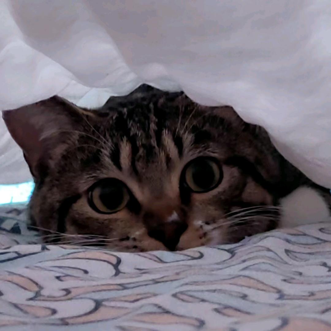 爱健身的猫