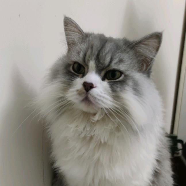 🌸🌸秀秀🍎🍎