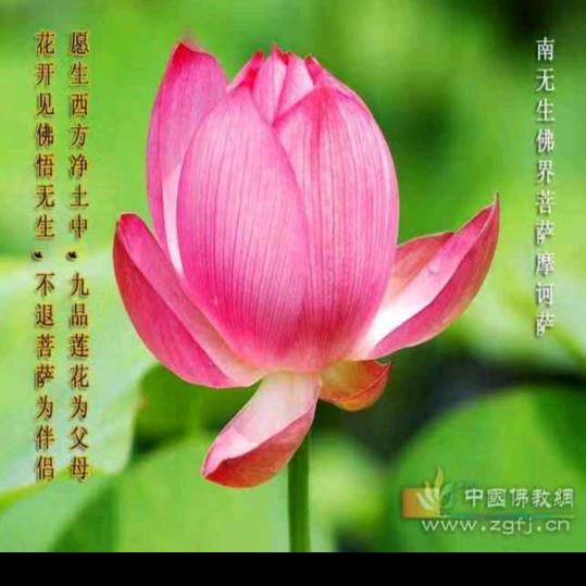 如是小蔡