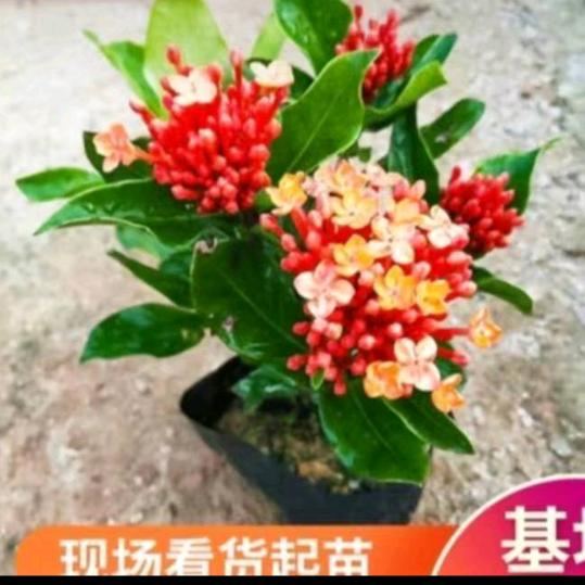 小阳光