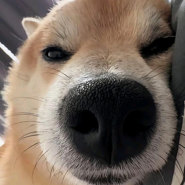 你在嗷嗷什么？