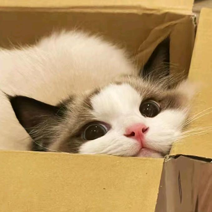 福崽是只胖喵（省💰版）