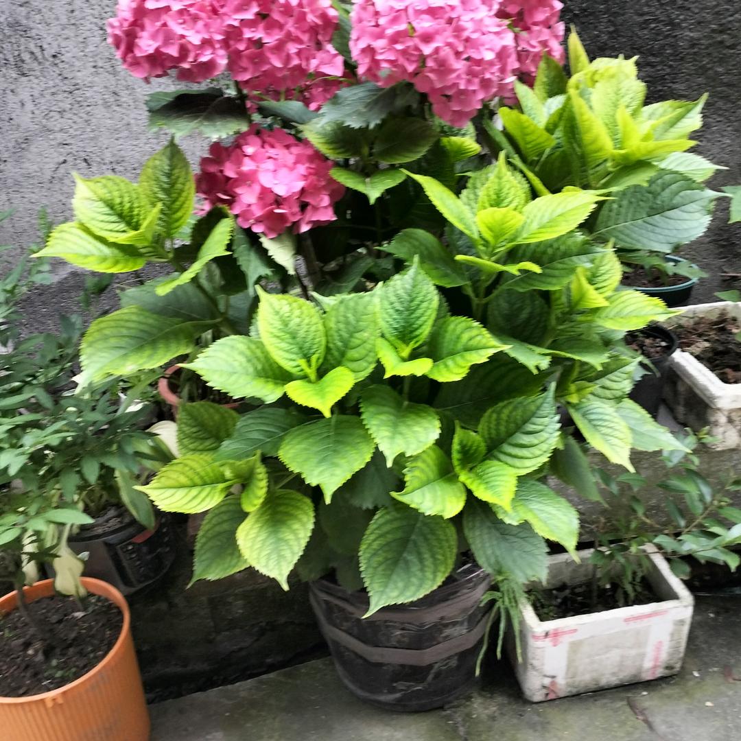 玉