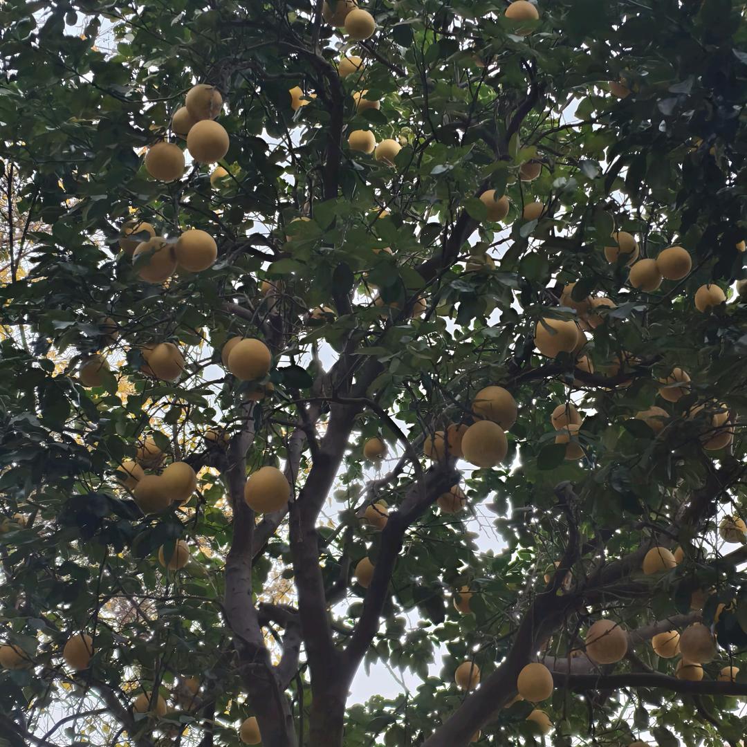 沽名钓✘鱼