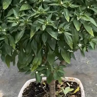 晓晴的田园笔记