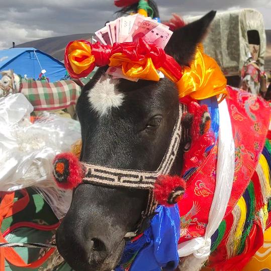 🌾རྟ་ཐོག་𓃗ཕོ་རྒོད།