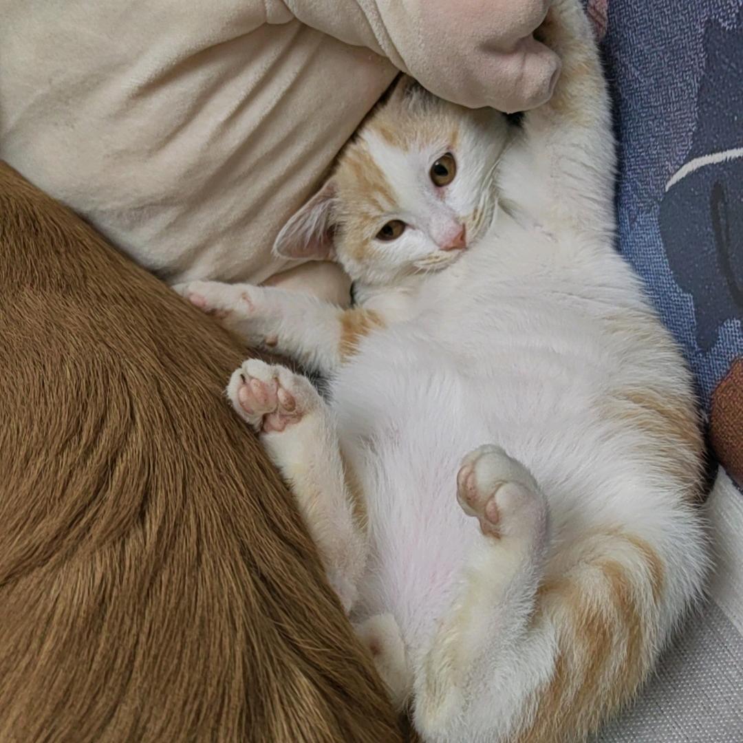 向阳花