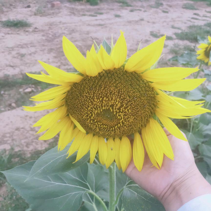 向日葵🌻鸽子🐦