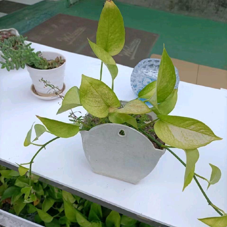 锦晨