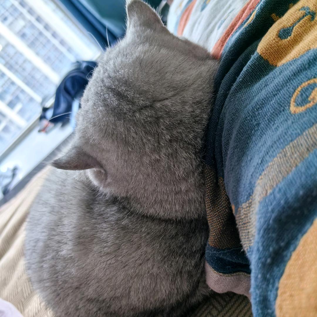 爱睡觉的加菲猫