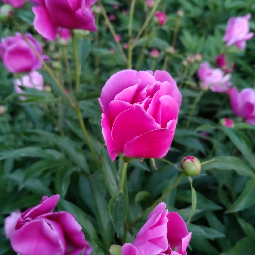 🌹相思似缘🌸
