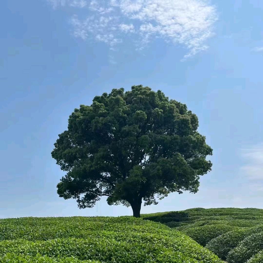 杨先生