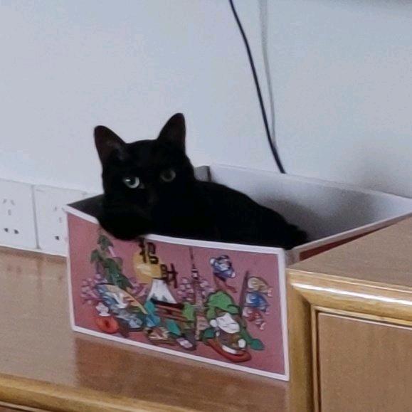 咪的很不高兴为人服务