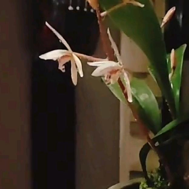 古蘭香舍