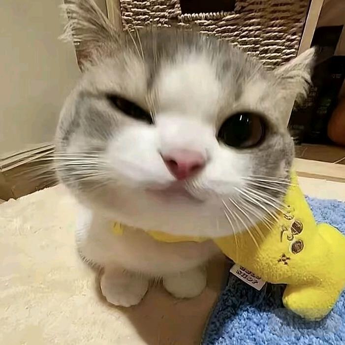 X﹏X