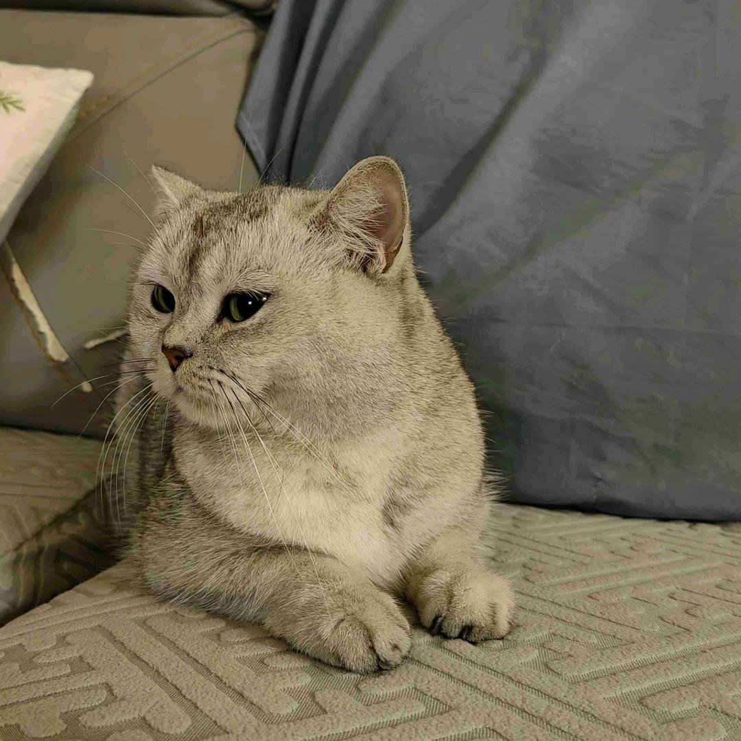 寻找银渐层妹妹