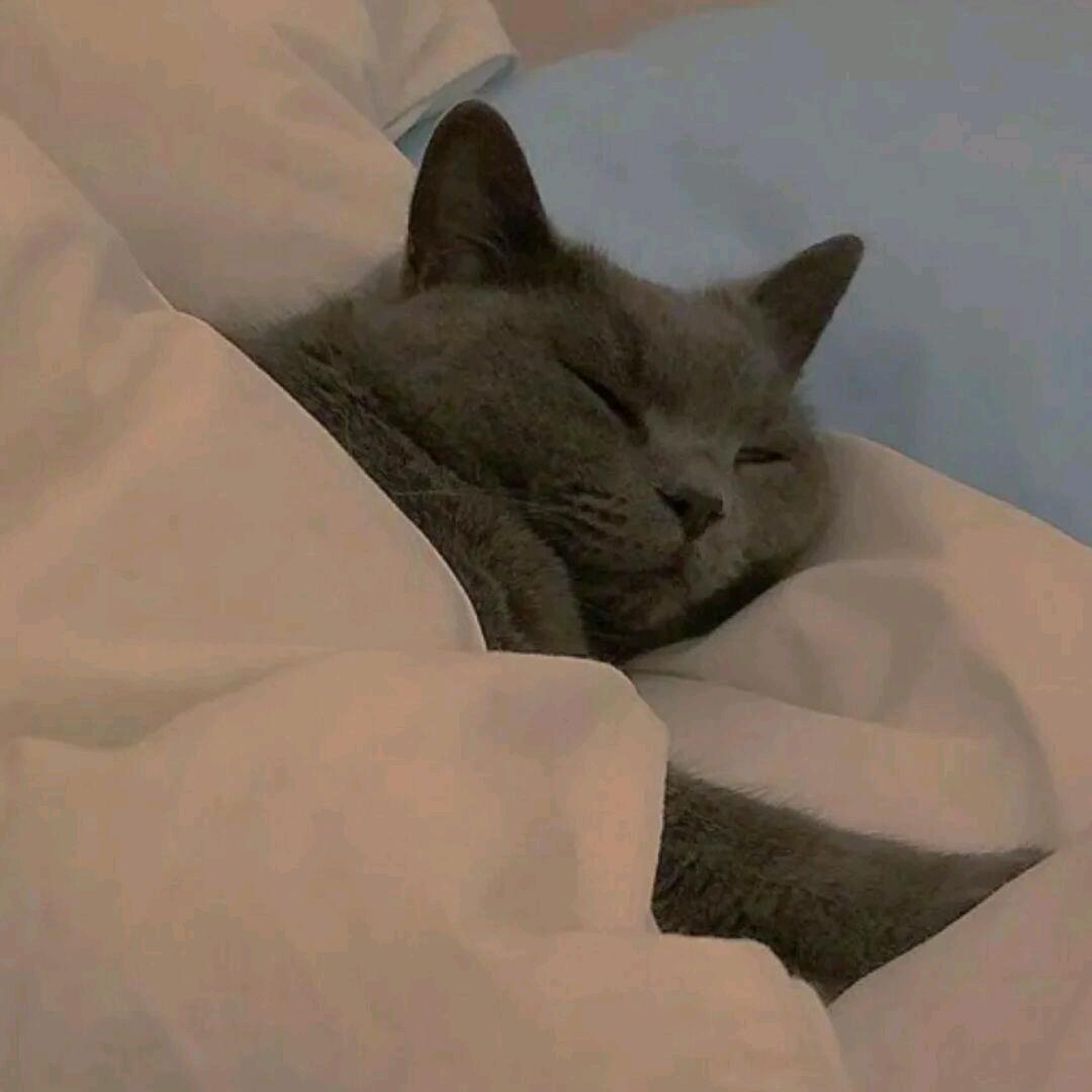 ʚʕ̯•͡˔•̯᷅ʔɞ