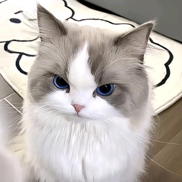 橱窗🈶军🔥🍬