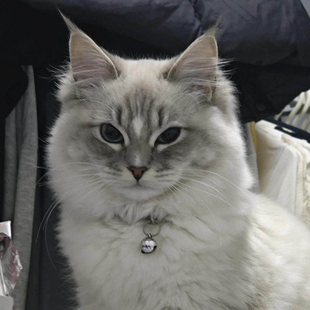 yoki