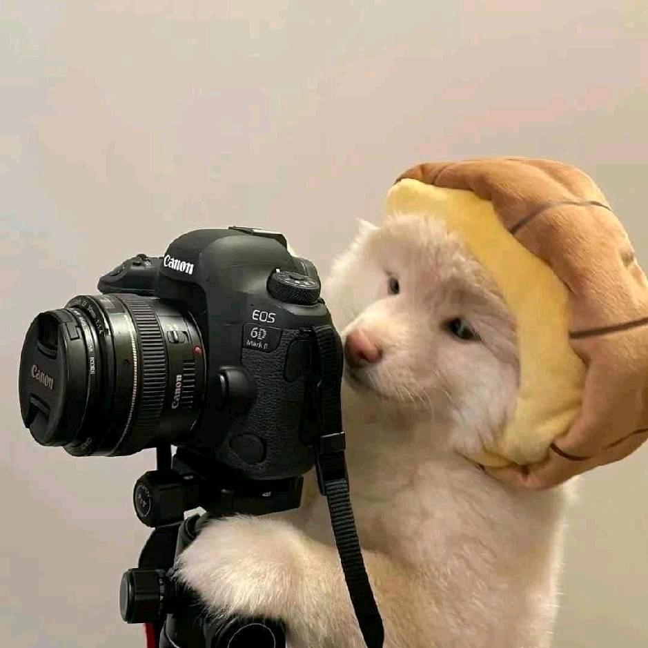 喝鹅