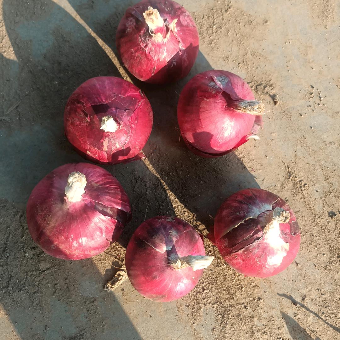 庄树文农副产品购销