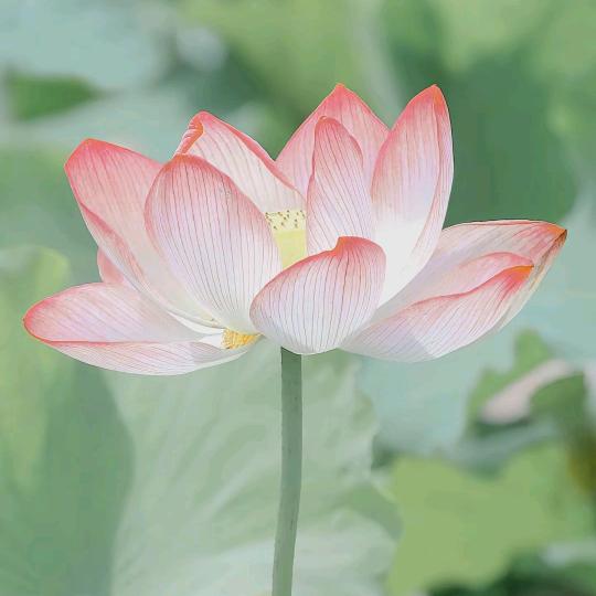 扶余四粒红花生