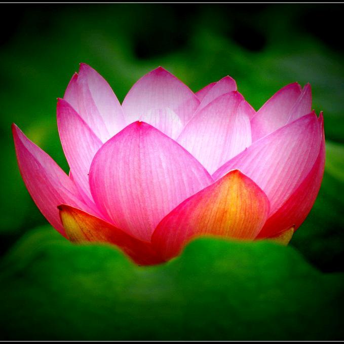 菩提