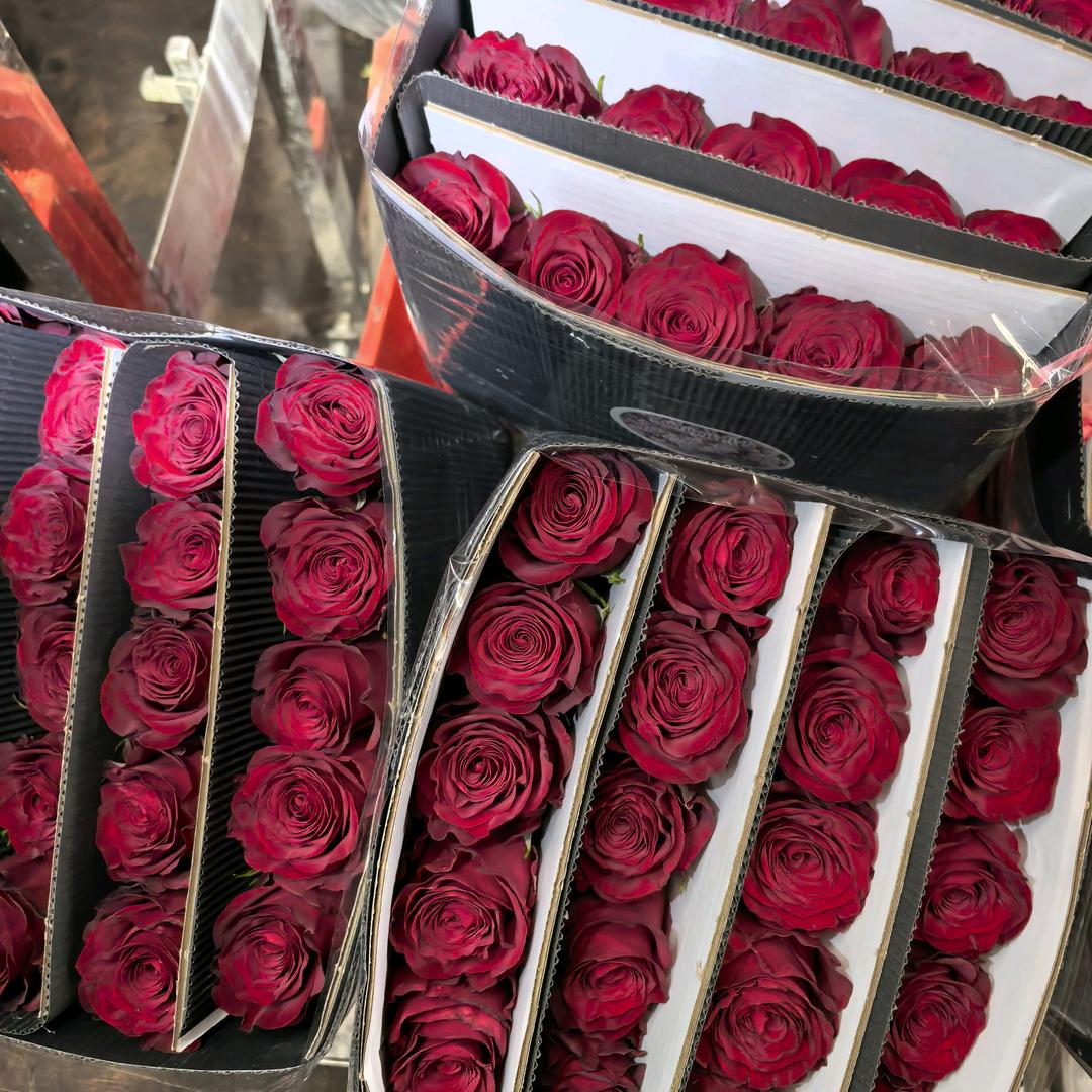 云花1号（鲜花批发）