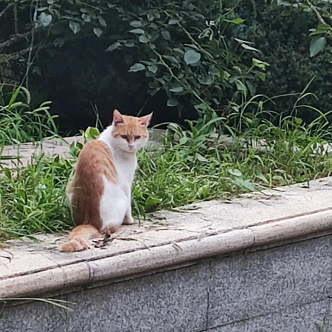 冷冷.