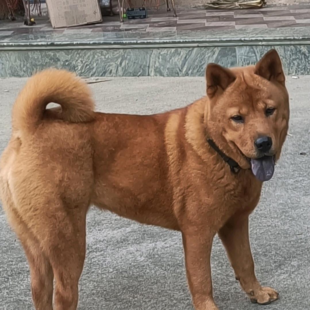 潮漳田园犬