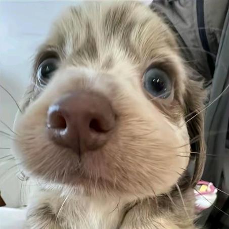 花果山在逃母猴