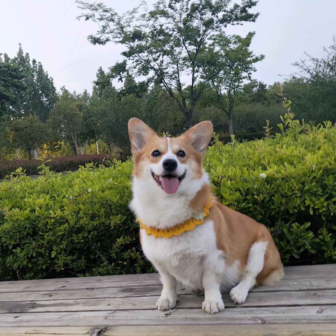 九月是只小柯基