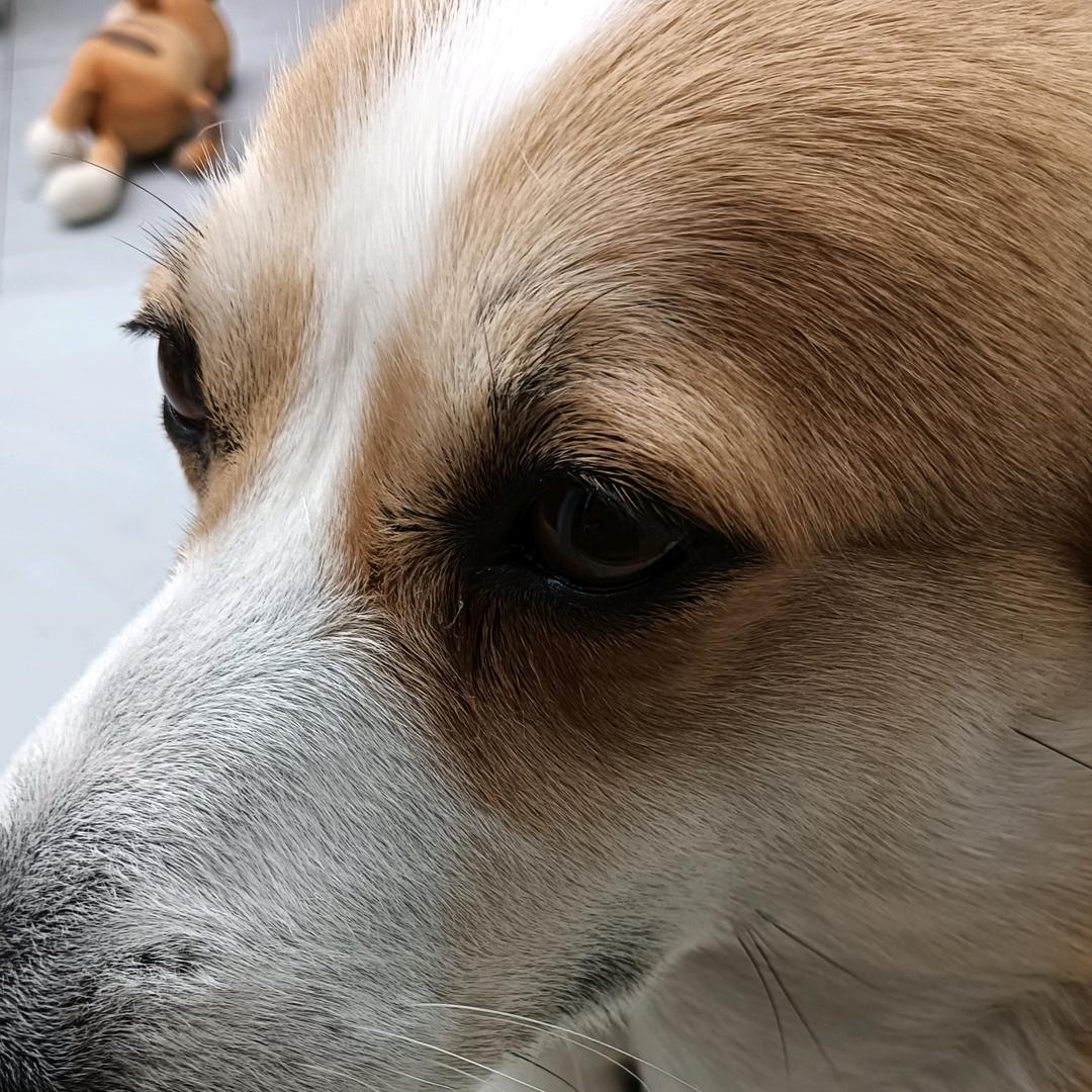 金毛