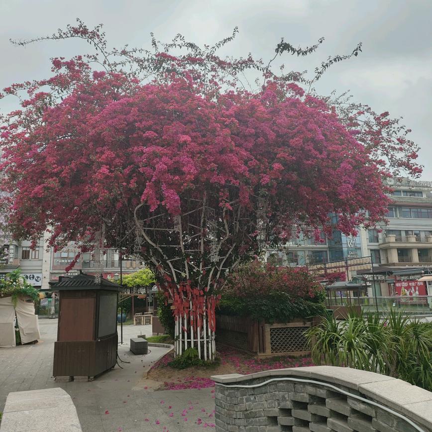 明天会更好