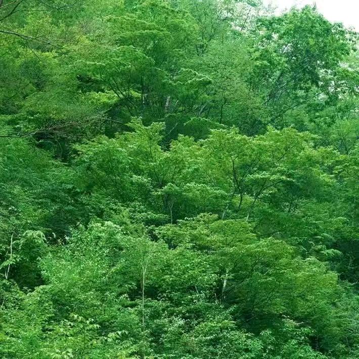 茹娜不想说