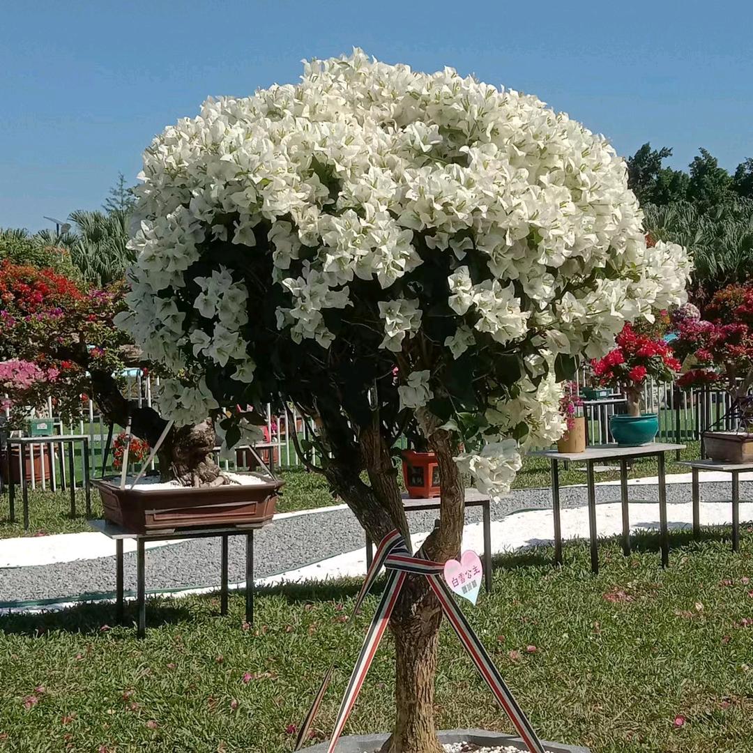 🌺   英雄泪    🌺