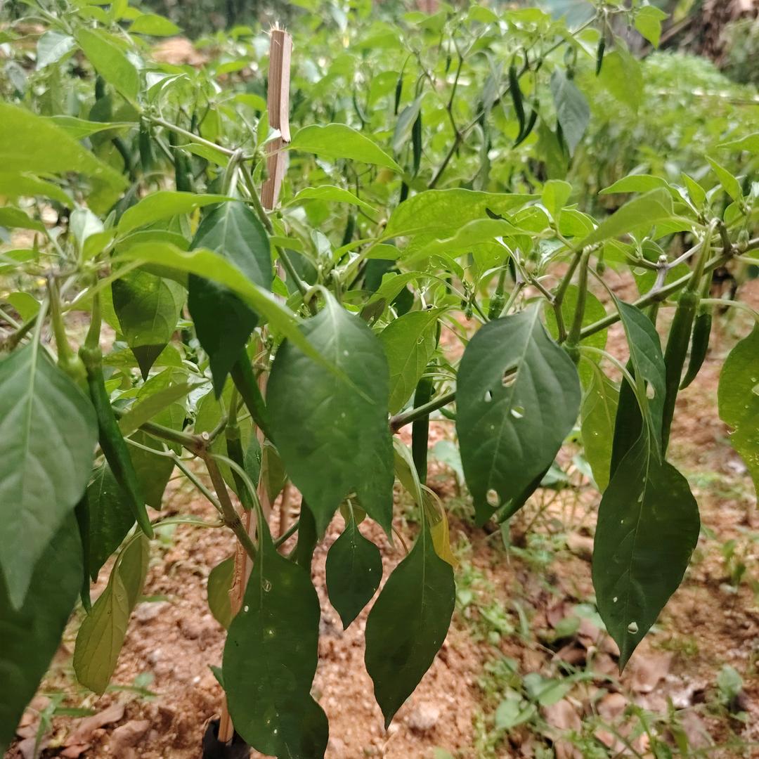 农村人（土鸡蛋土鸡鸭鹅）需要的联系